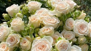 ©LM Flower Fashion Productions